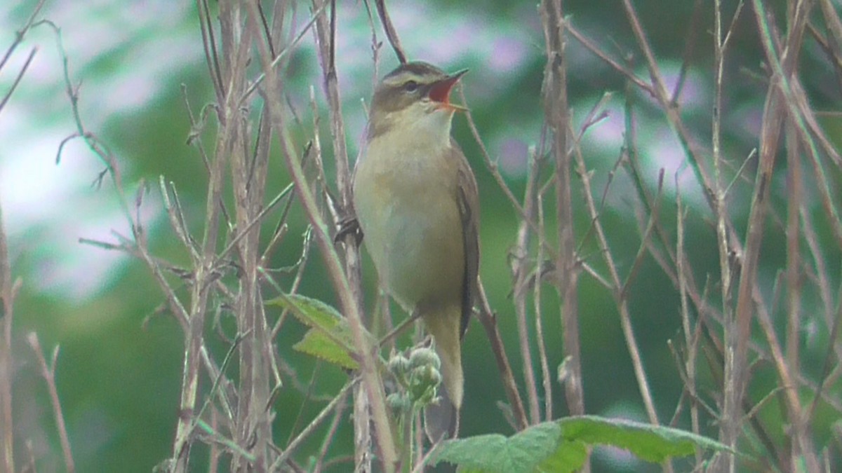 Sedge Warbler - Christopher Bourne