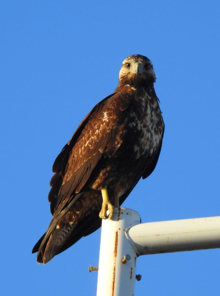 White-tailed Hawk - Fabricio Aguirre