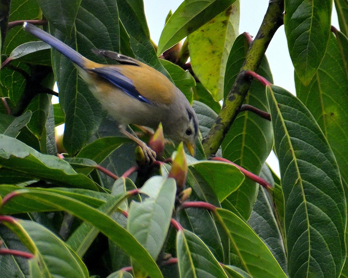 Blue-winged Minla - Rajesh Gopalan