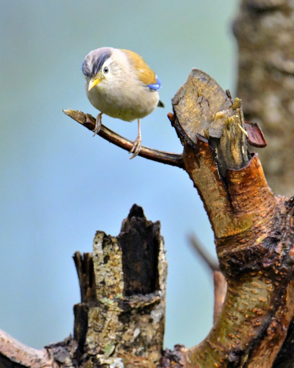 Blue-winged Minla - Rajesh Gopalan