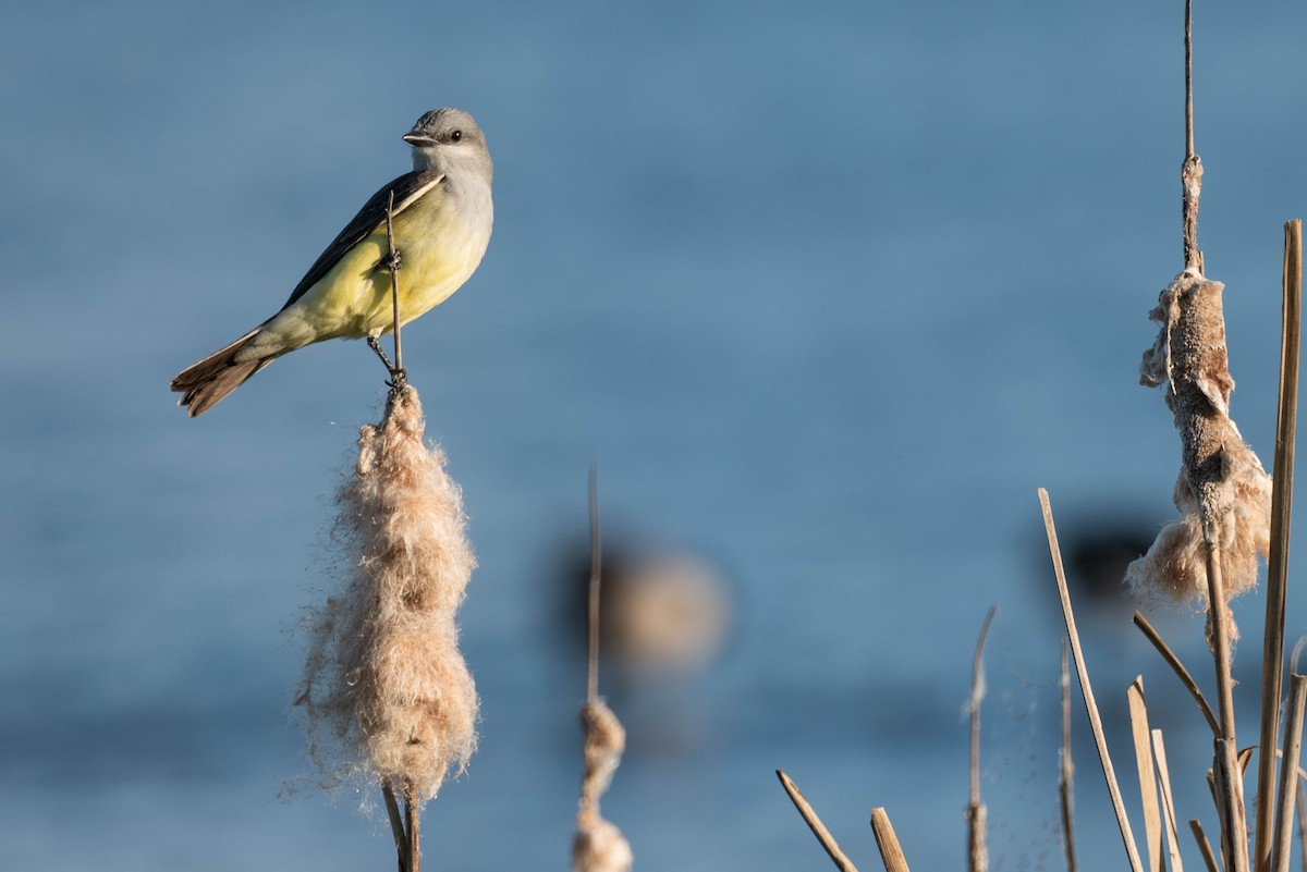 Western Kingbird - David Blackwell