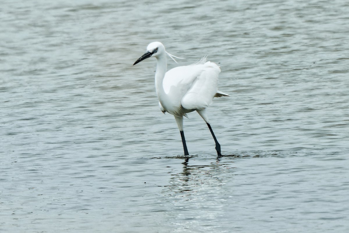 Little Egret - leon berthou