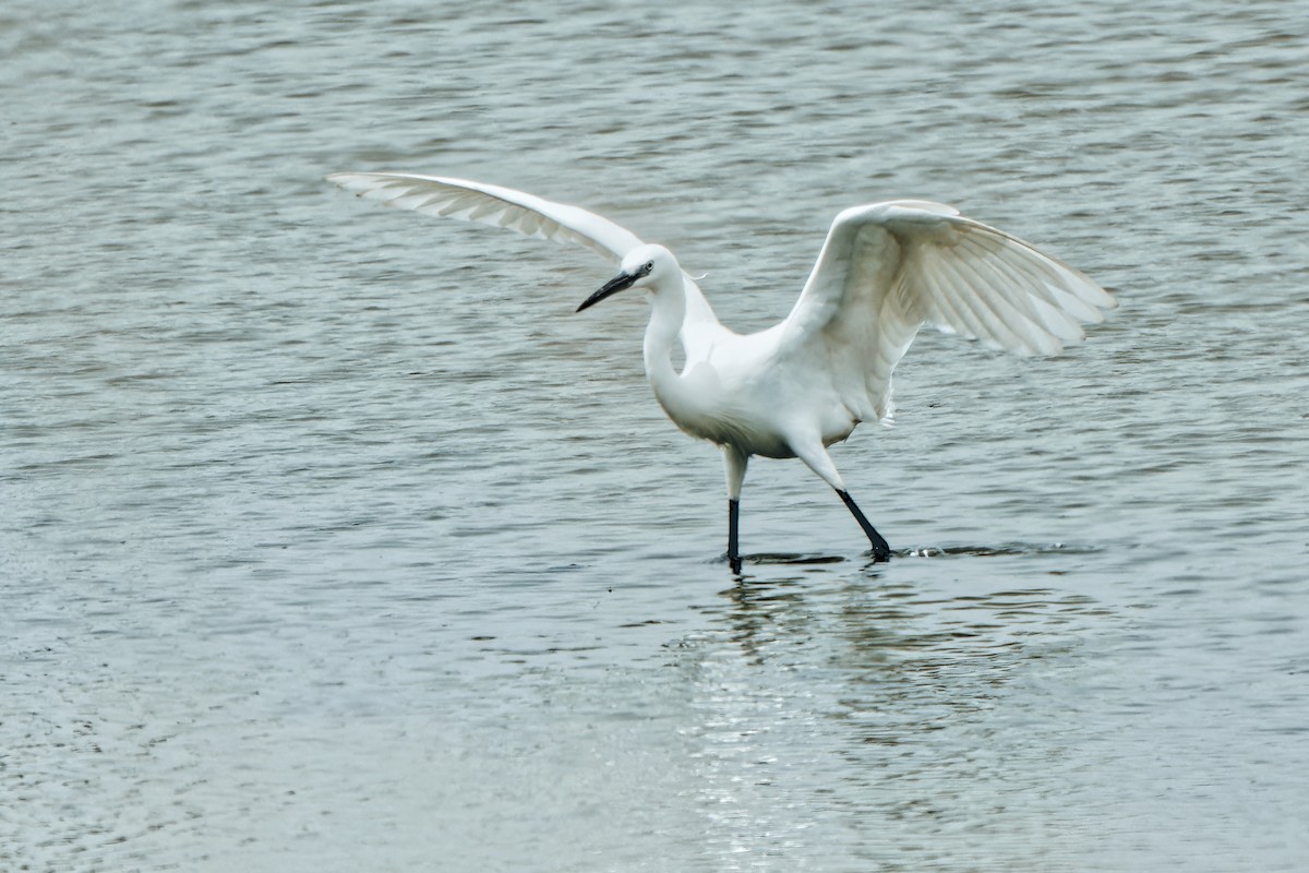 Little Egret - leon berthou