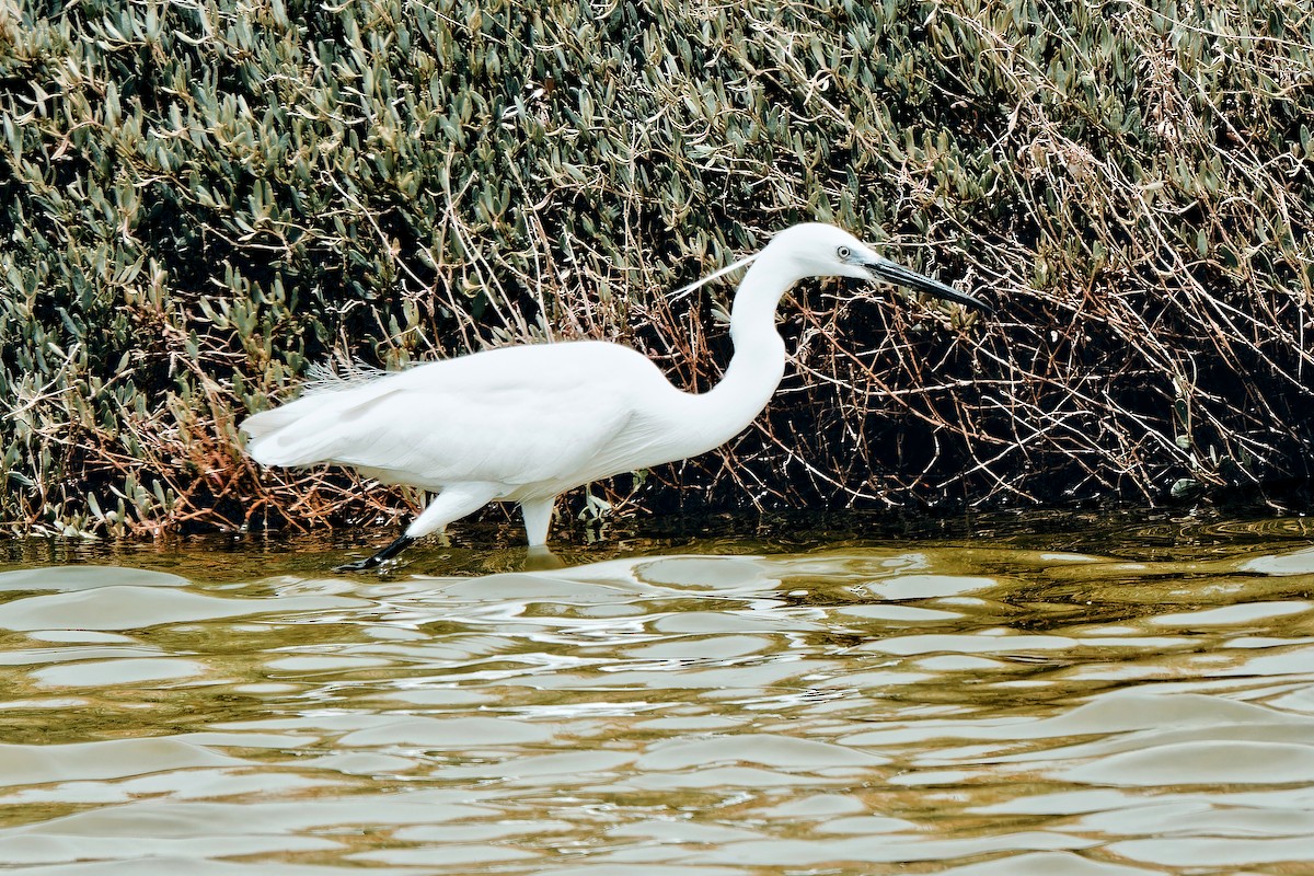 Little Egret - leon berthou