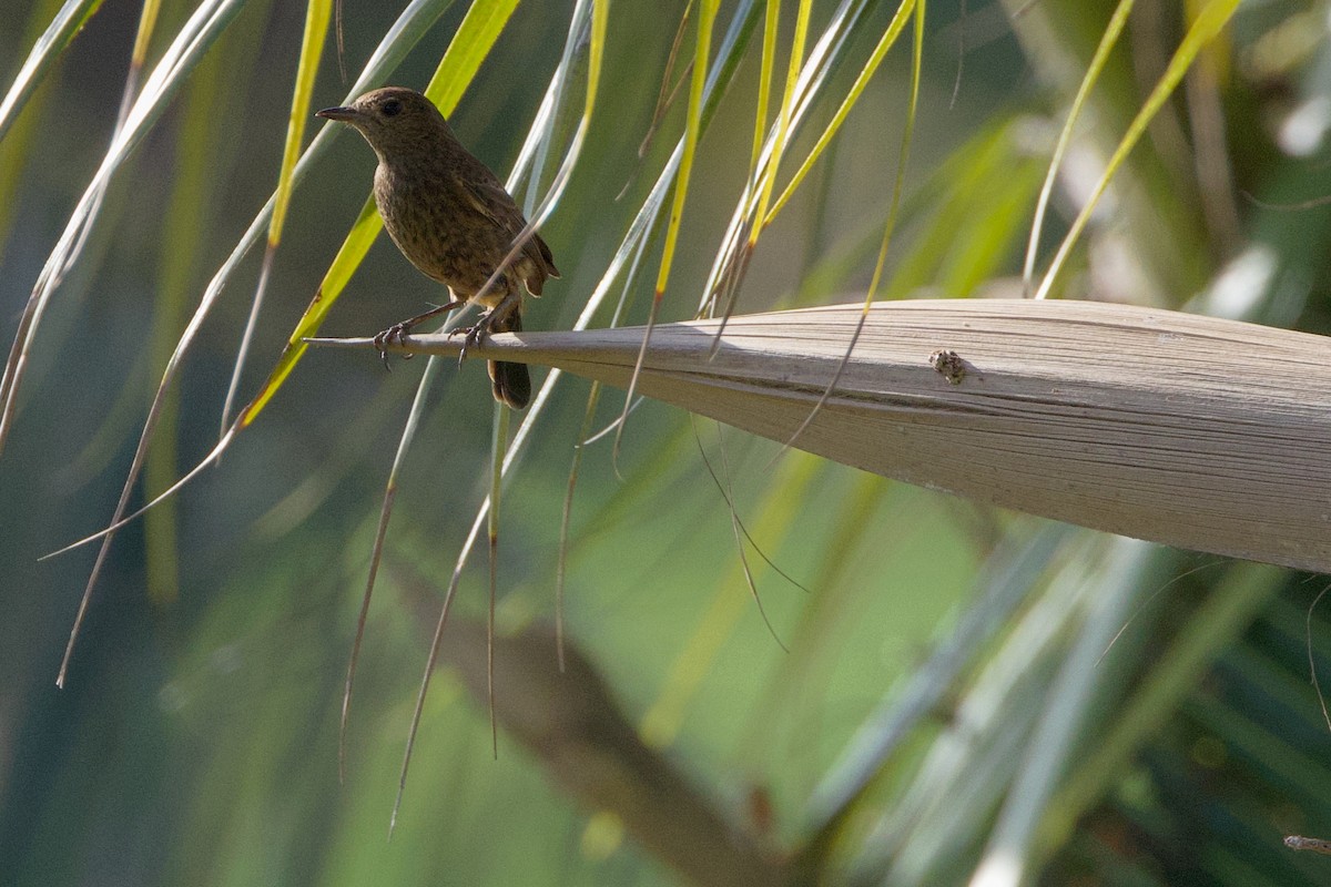 Pied Bushchat - Brad Kremer