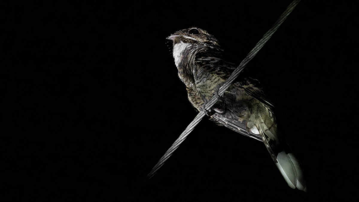 Large-tailed Nightjar - SUJOY MONDAL
