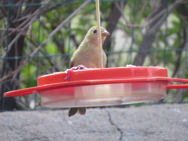Summer Tanager - George Steele