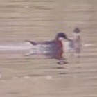 Red-necked Phalarope - Neil Brown