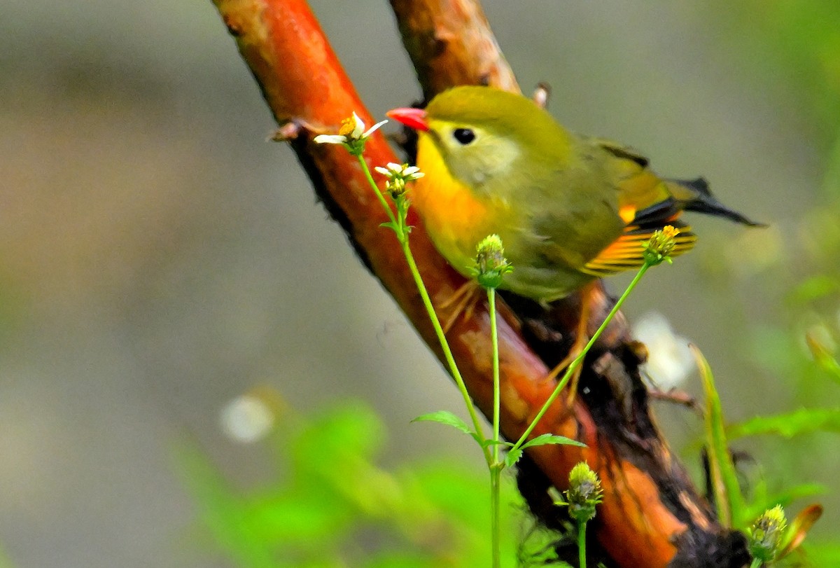 Red-billed Leiothrix - Rajesh Gopalan