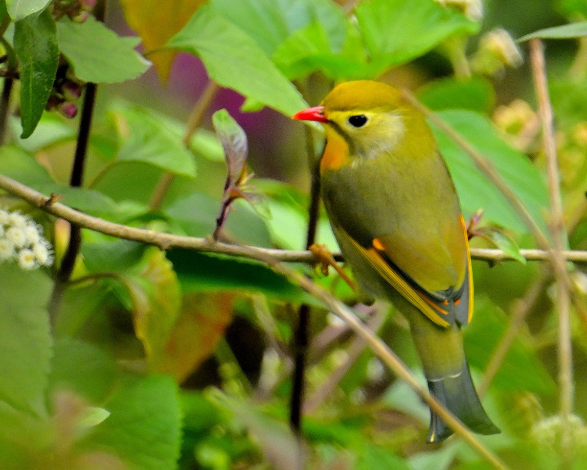 Red-billed Leiothrix - Rajesh Gopalan