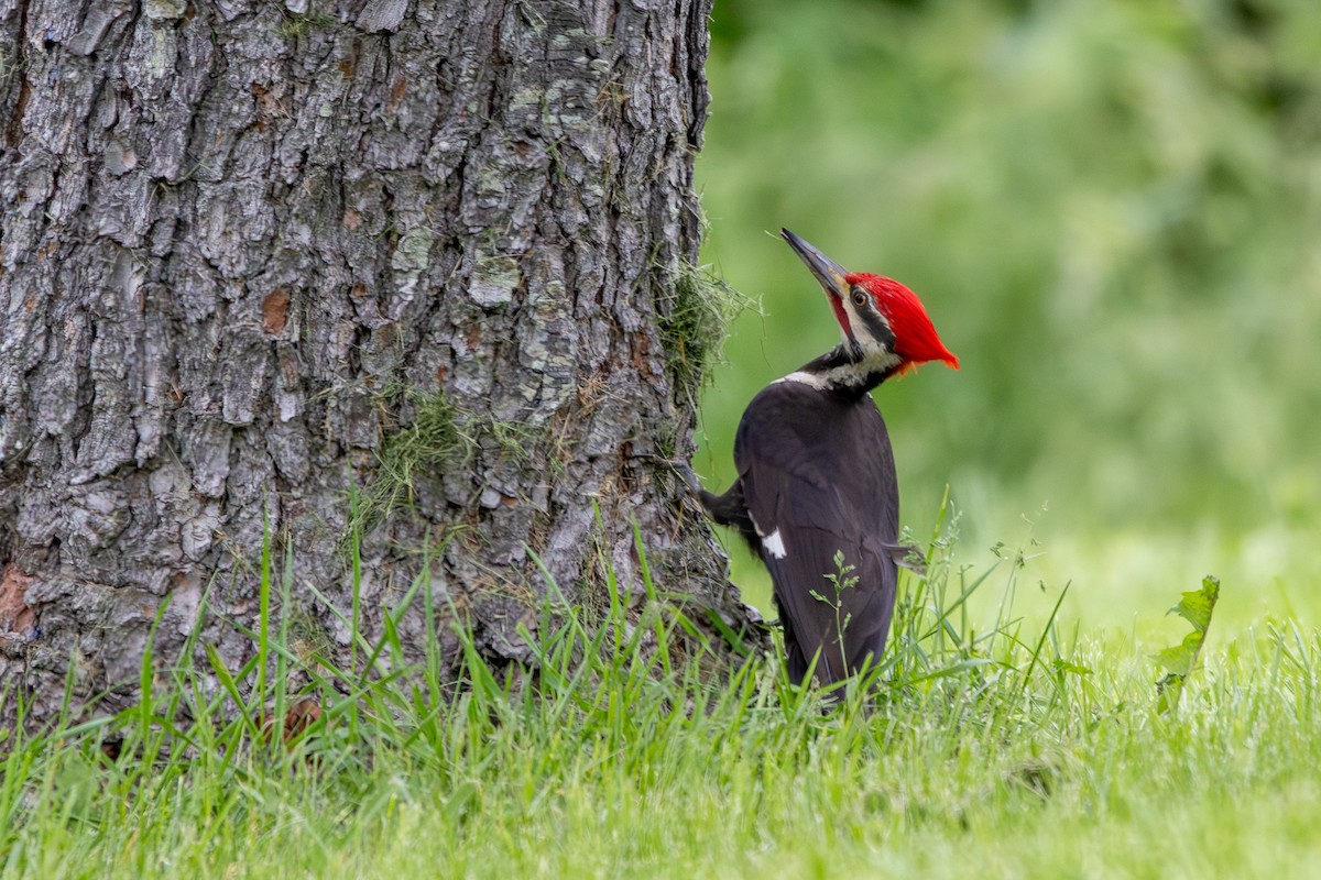 Pileated Woodpecker - Joe Schuller