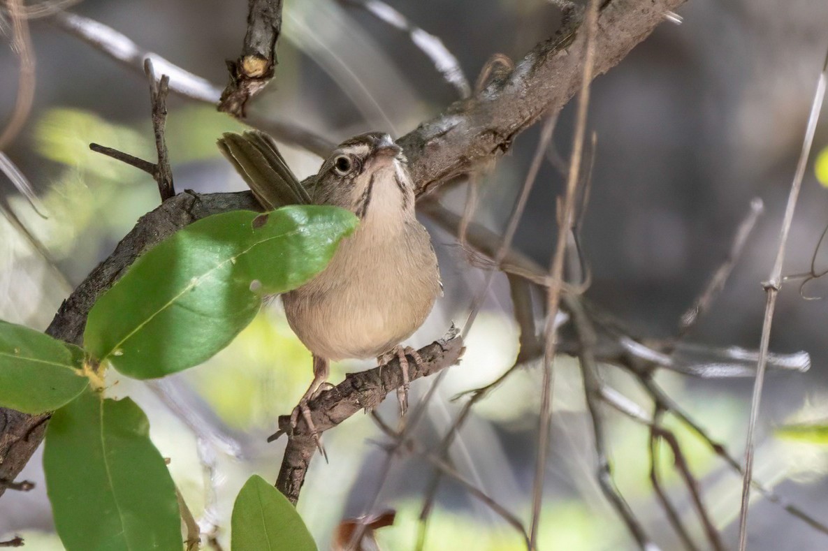 Rufous-crowned Sparrow - LAURA FRAZIER