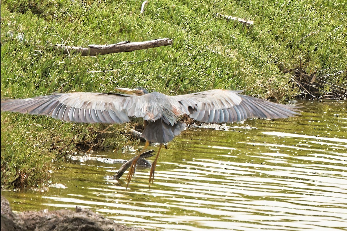 Purple Heron - ML619340587