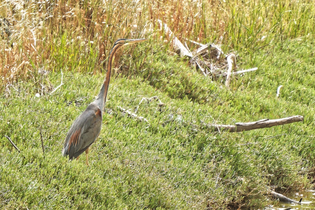 Purple Heron - leon berthou