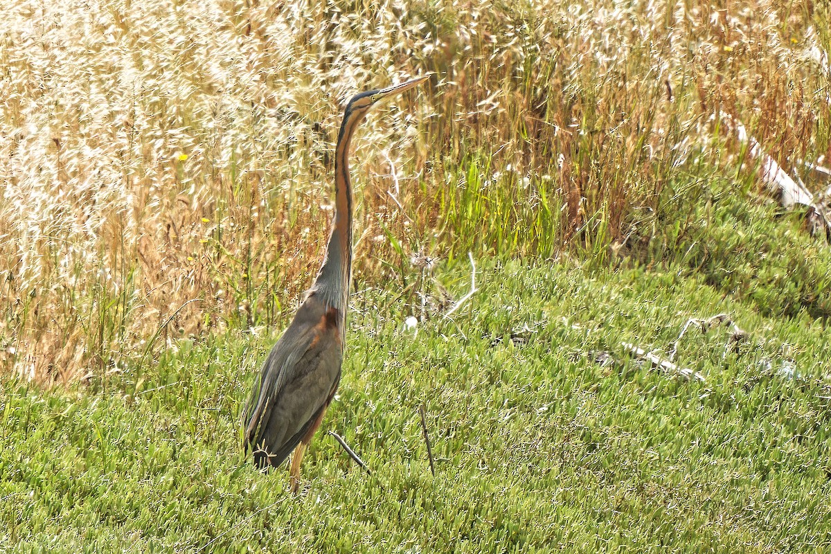 Purple Heron - leon berthou