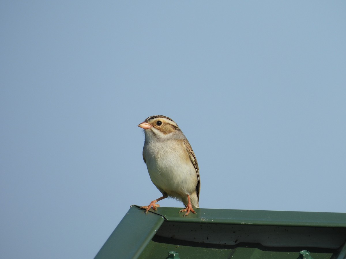 Clay-colored Sparrow - Jay Mager