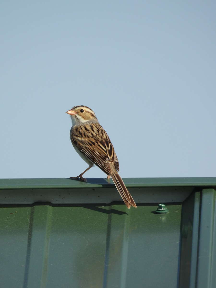 Clay-colored Sparrow - ML619340599