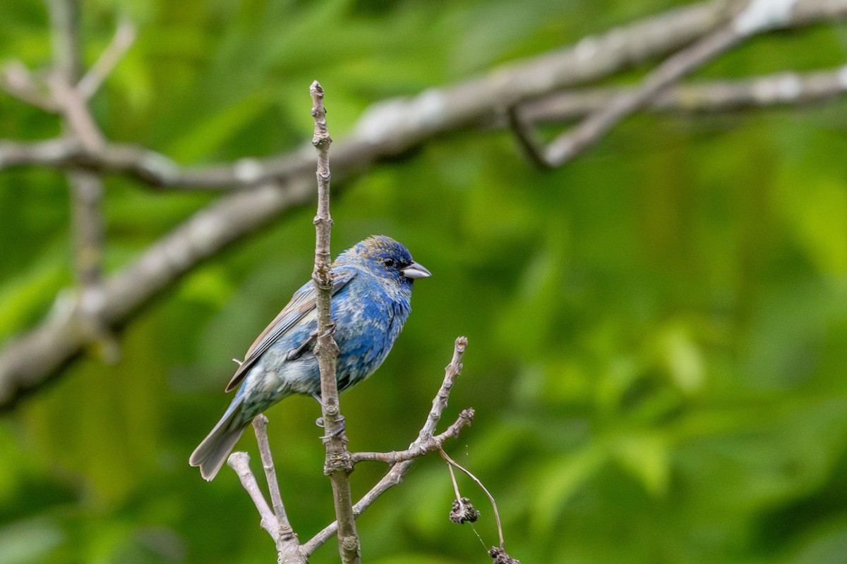 Indigo Bunting - ML619340603