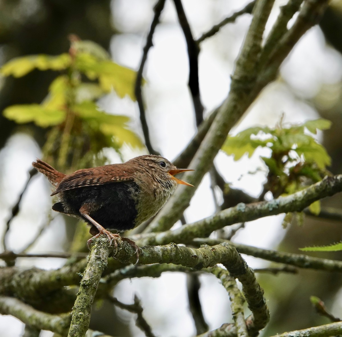 Eurasian Wren - ML619340606