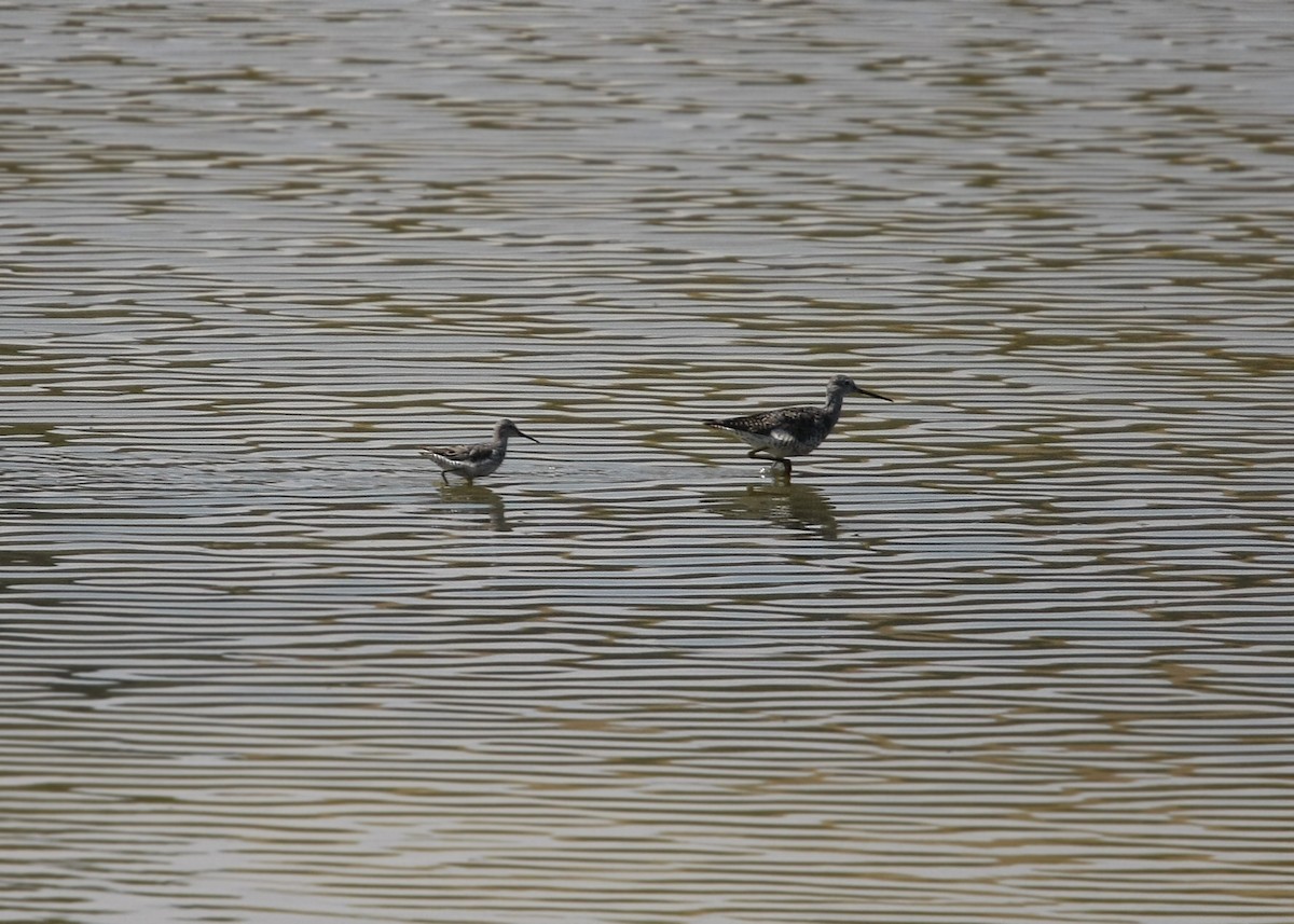 Lesser Yellowlegs - William Clark