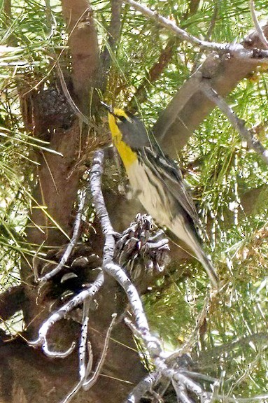 Grace's Warbler - LAURA FRAZIER