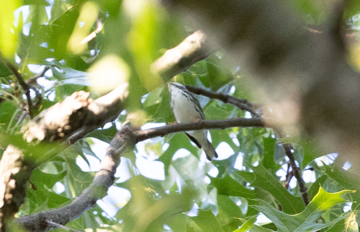 Blackpoll Warbler - ML619340637