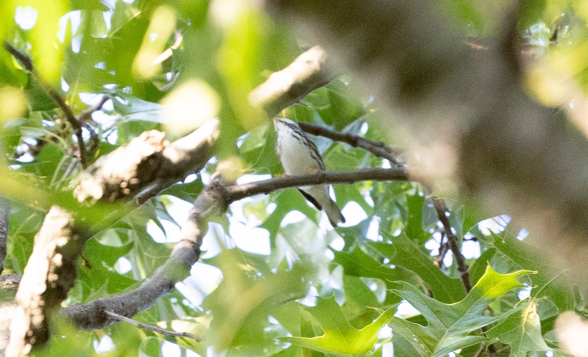 Blackpoll Warbler - ML619340640