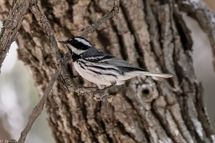 Black-throated Gray Warbler - LAURA FRAZIER