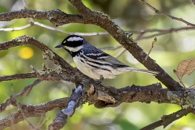 Black-throated Gray Warbler - LAURA FRAZIER