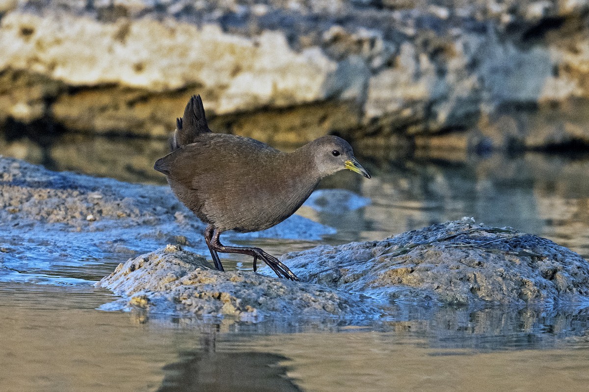 Brown Crake - Wachara  Sanguansombat