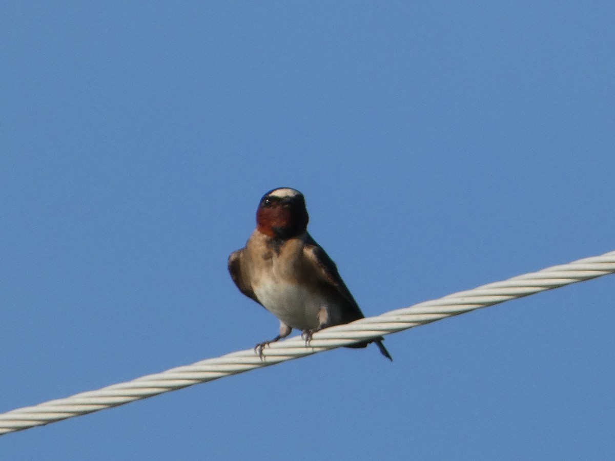 Cliff Swallow - Tom Wheatley