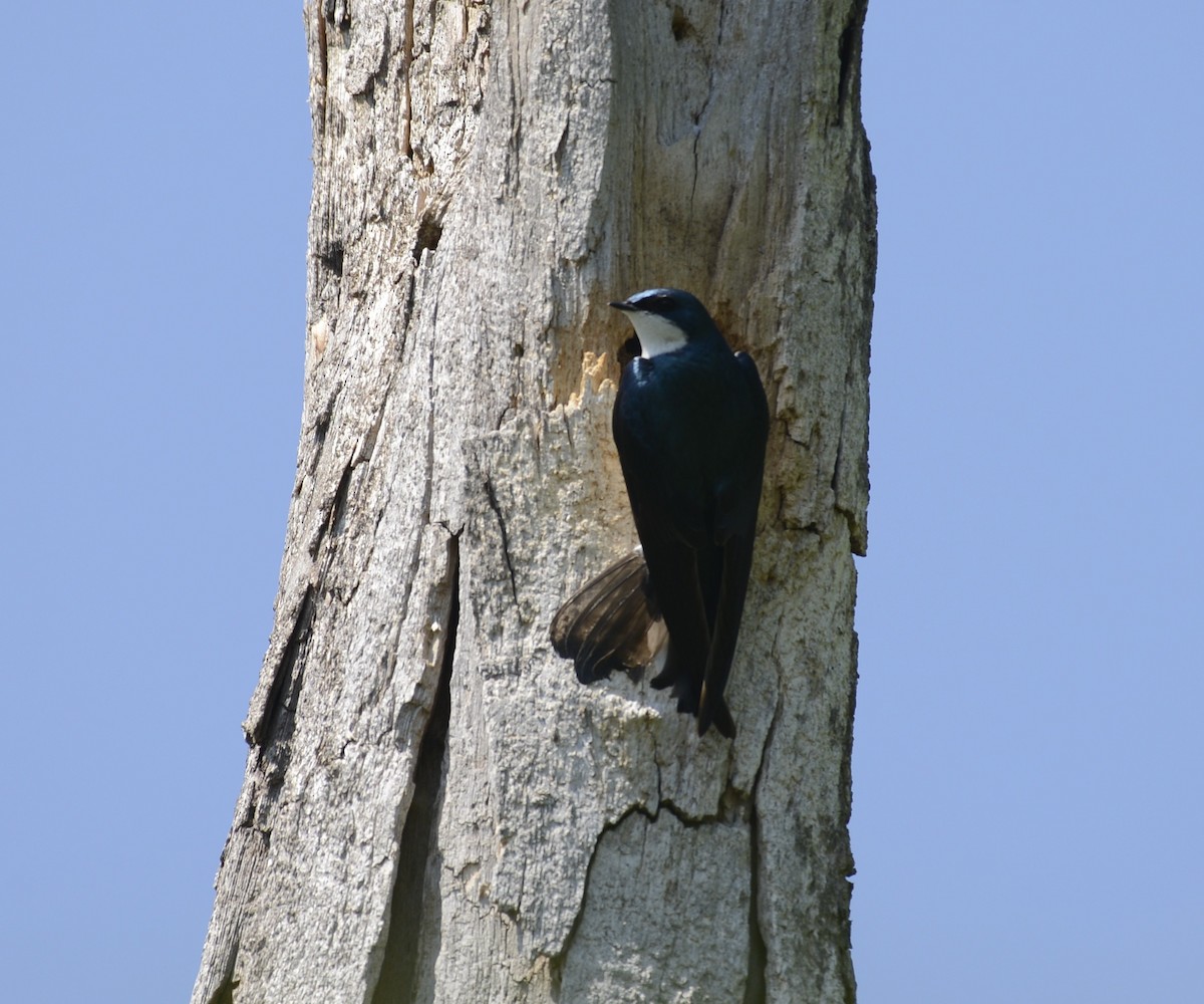Tree Swallow - Spencer Vanderhoof
