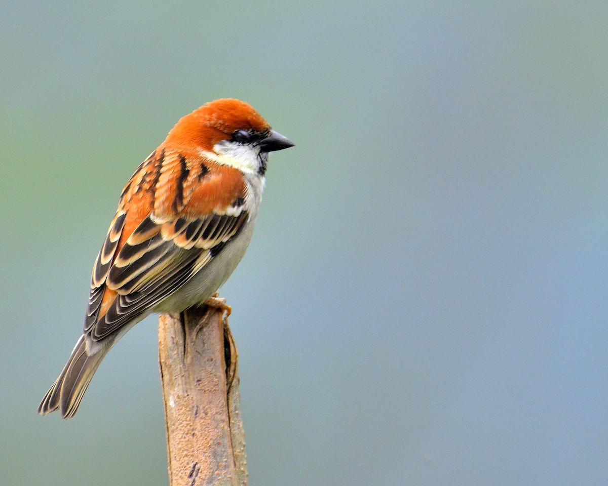 Russet Sparrow - Rajesh Gopalan