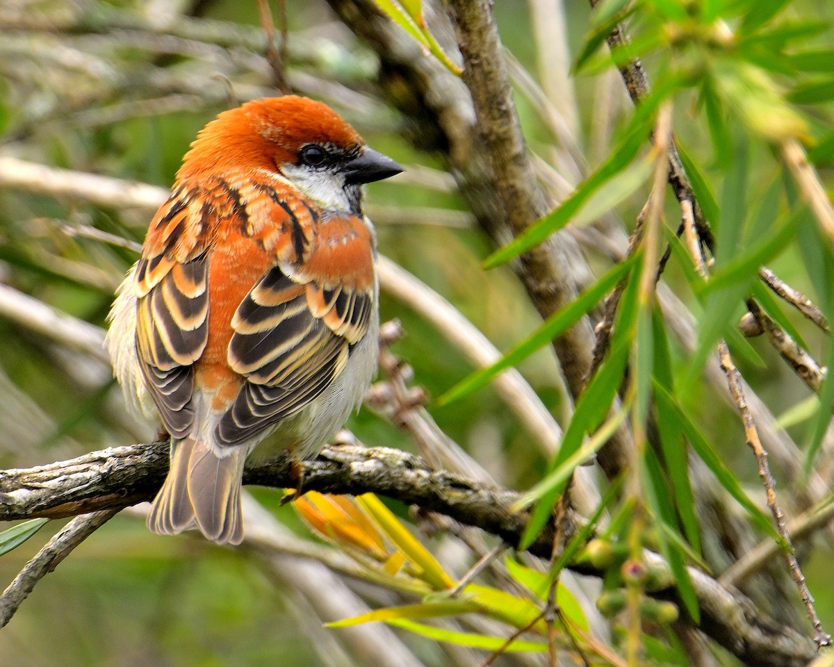 Russet Sparrow - Rajesh Gopalan