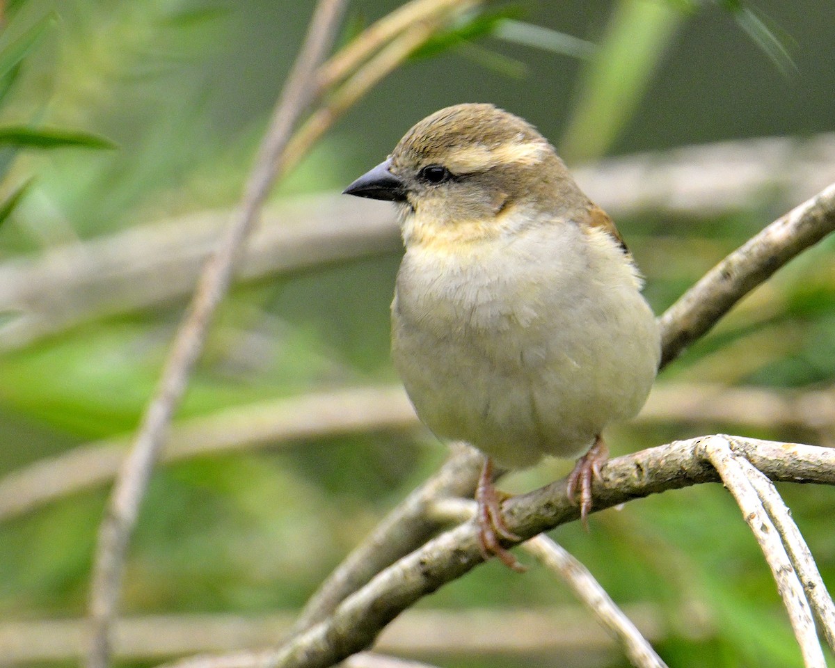 Russet Sparrow - Rajesh Gopalan