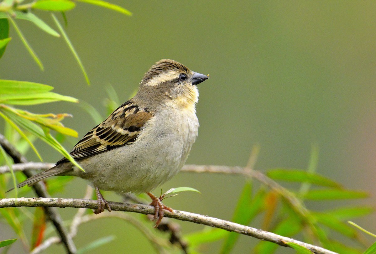 Russet Sparrow - Rajesh Gopalan