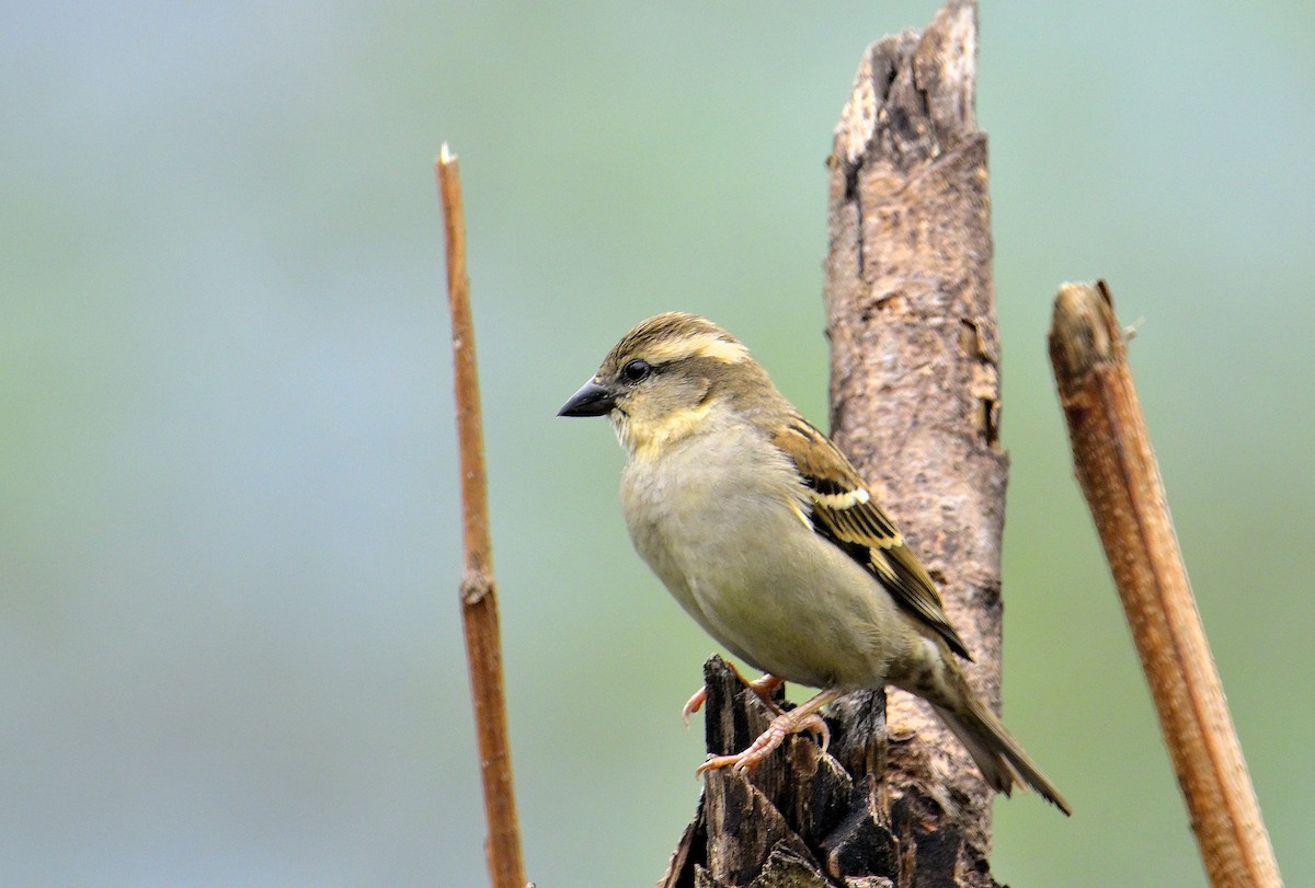 Russet Sparrow - Rajesh Gopalan
