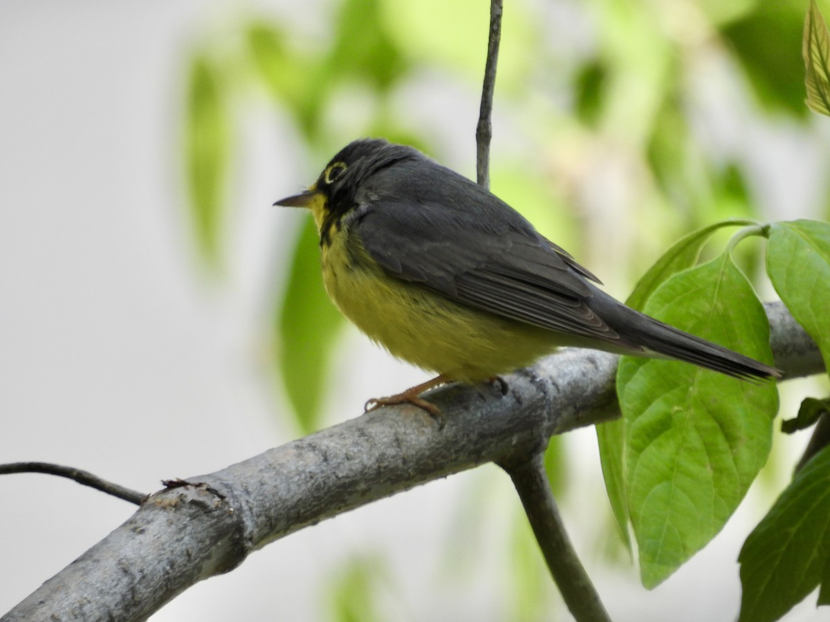 Canada Warbler - Moira Swinton