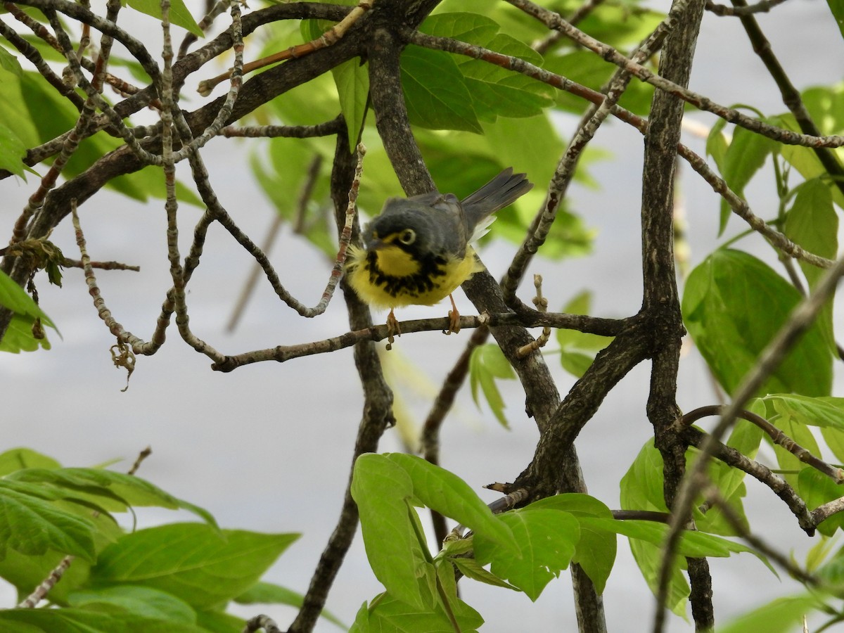 Canada Warbler - Moira Swinton