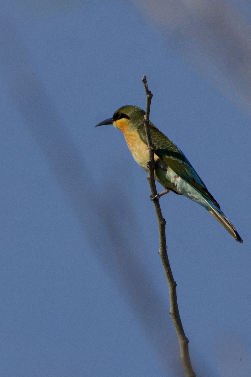 Blue-tailed Bee-eater - ML619340717
