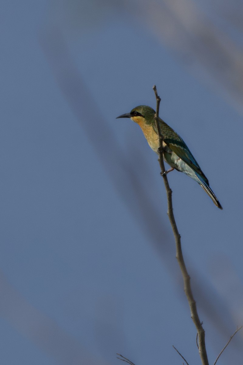 Blue-tailed Bee-eater - ML619340720