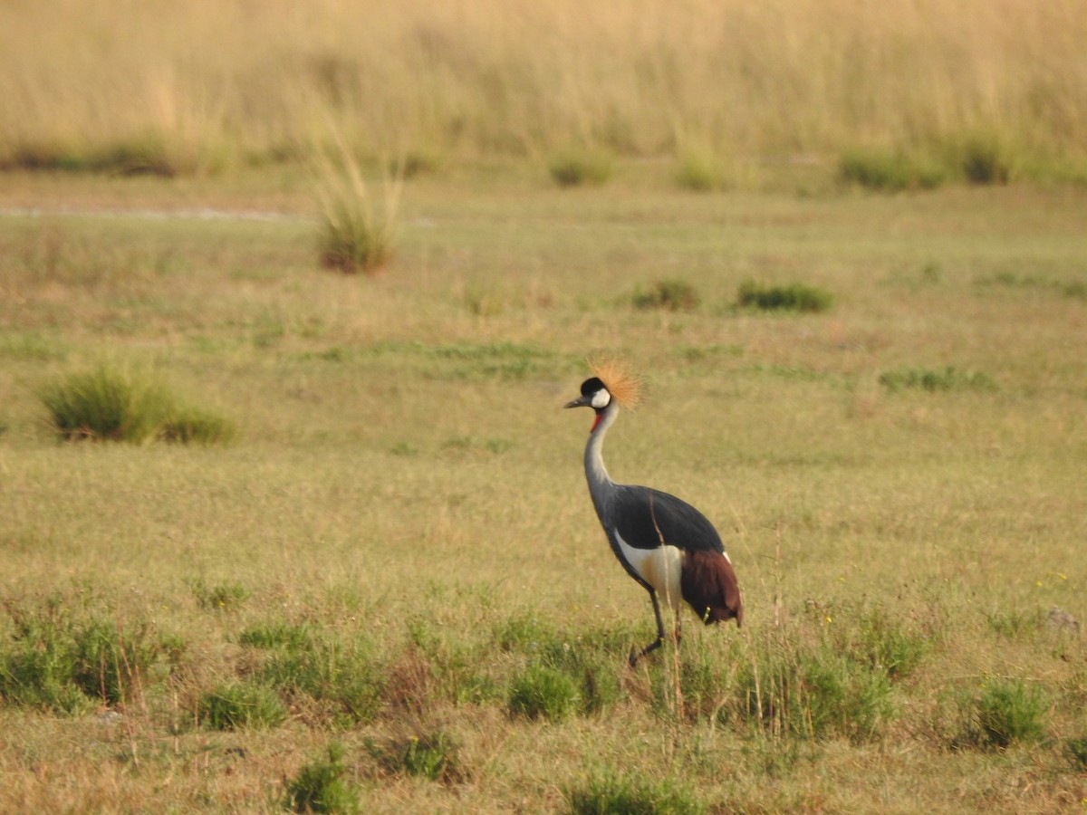 Gray Crowned-Crane - Alastair Newton