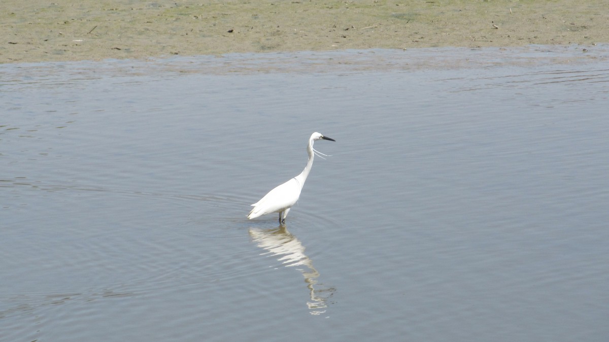 Little Egret - ML619340734