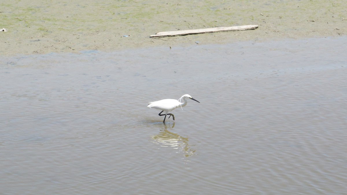 Little Egret - ML619340746