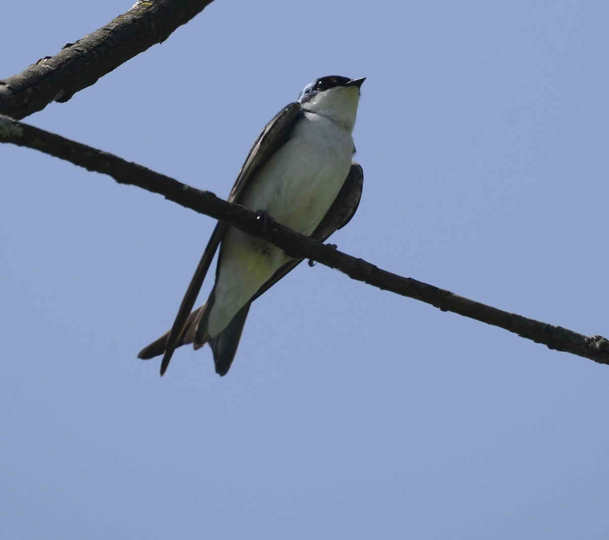 Tree Swallow - ML619340760