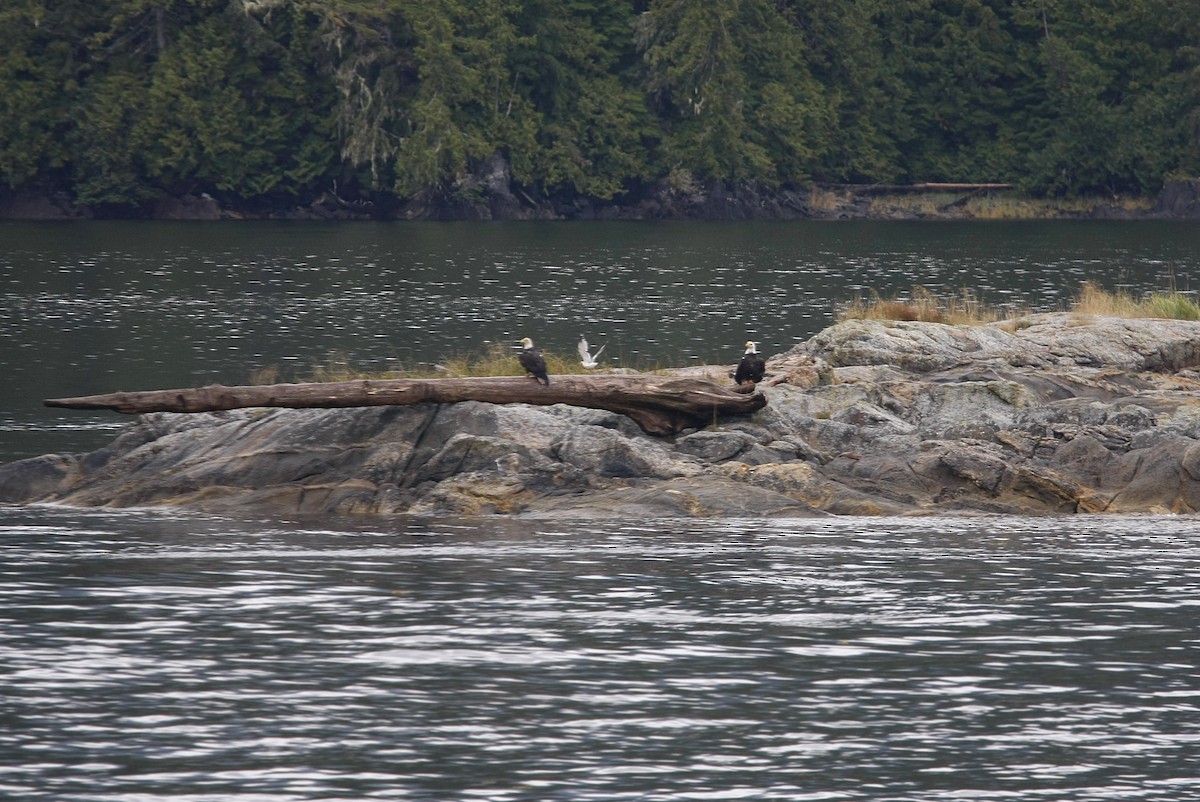 Bald Eagle - William Clark