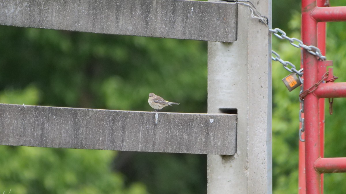 Yellow-rumped Warbler - Mike Grant