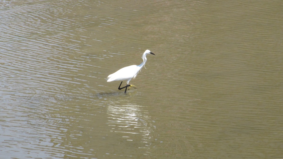 Little Egret - ML619340787