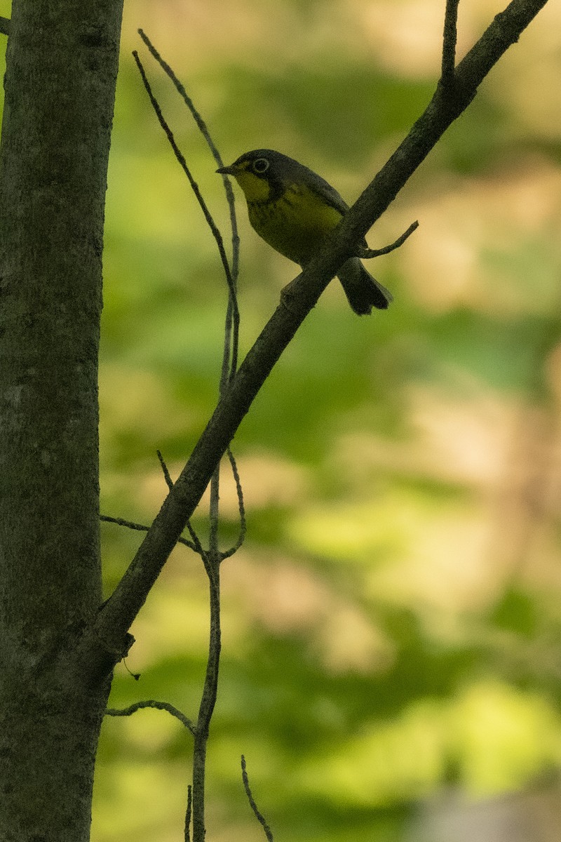 Canada Warbler - Ed kendall