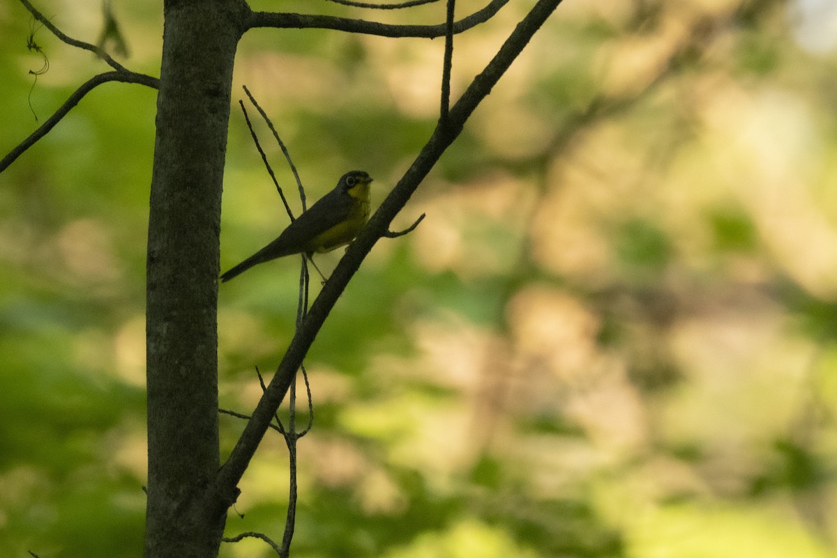 Canada Warbler - Ed kendall